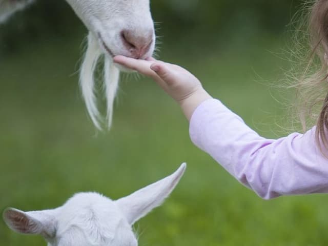 The animal sector in Europe - Pet food : players, trends