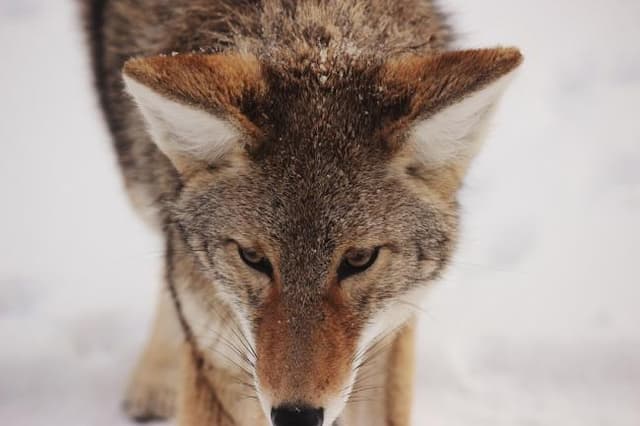 Les Loups et les Brebis de La Fontaine : résumé et explication